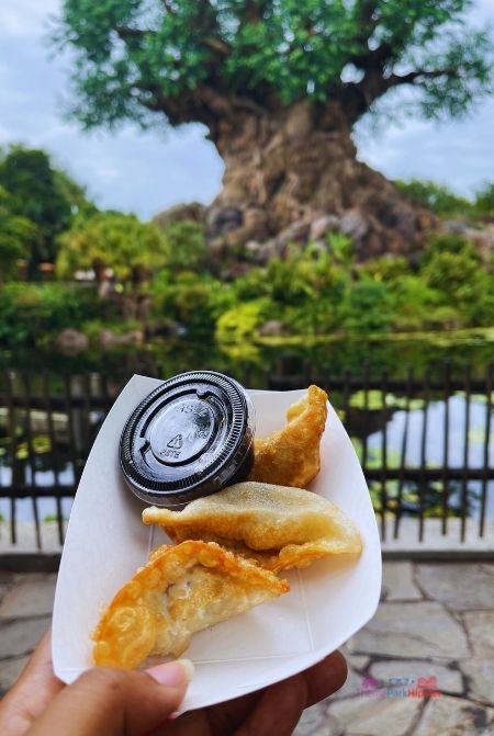 Chicken Dumplings from Mr Kamal Fries Disney Animal Kingdom. One of the best quick service and counter service restaurants at Animal Kingdom.